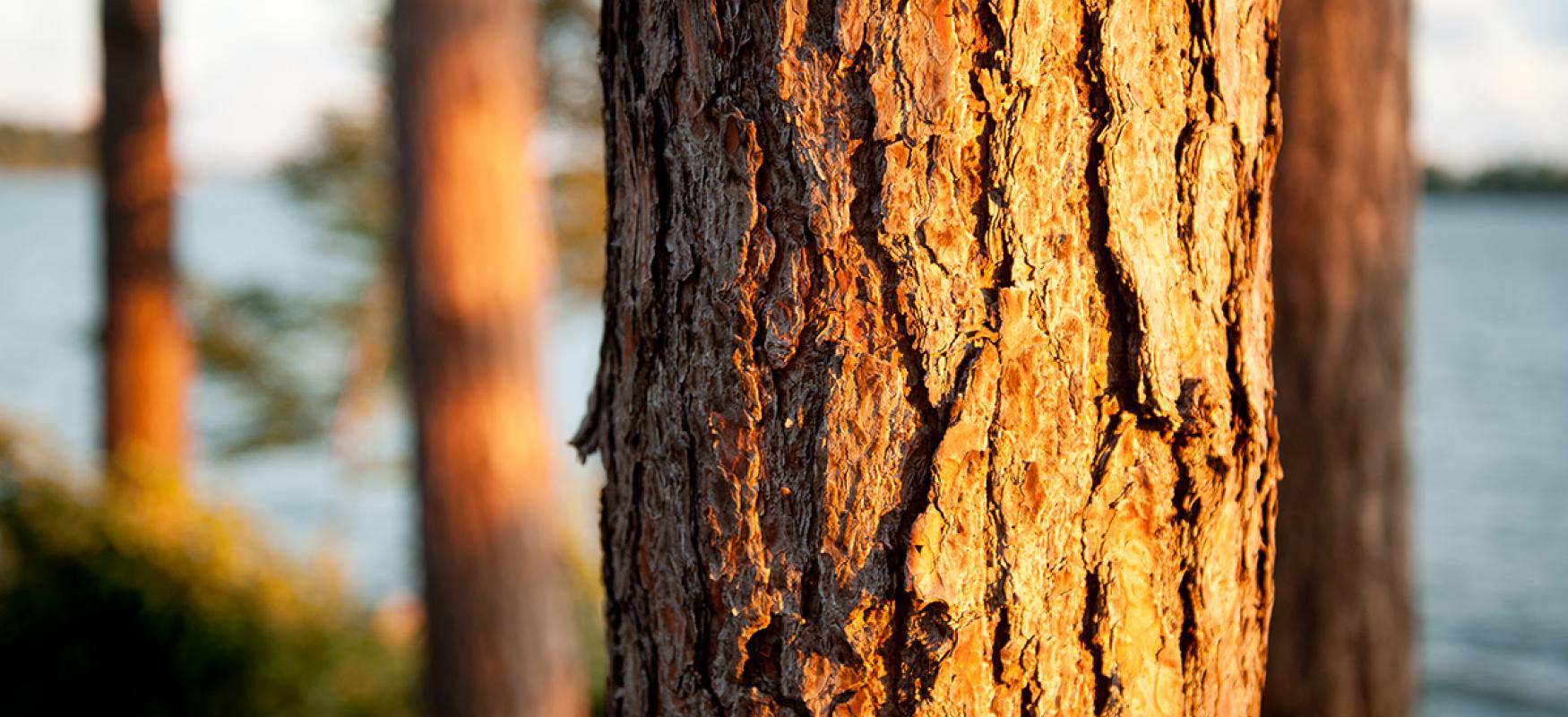 Trees in sunset.