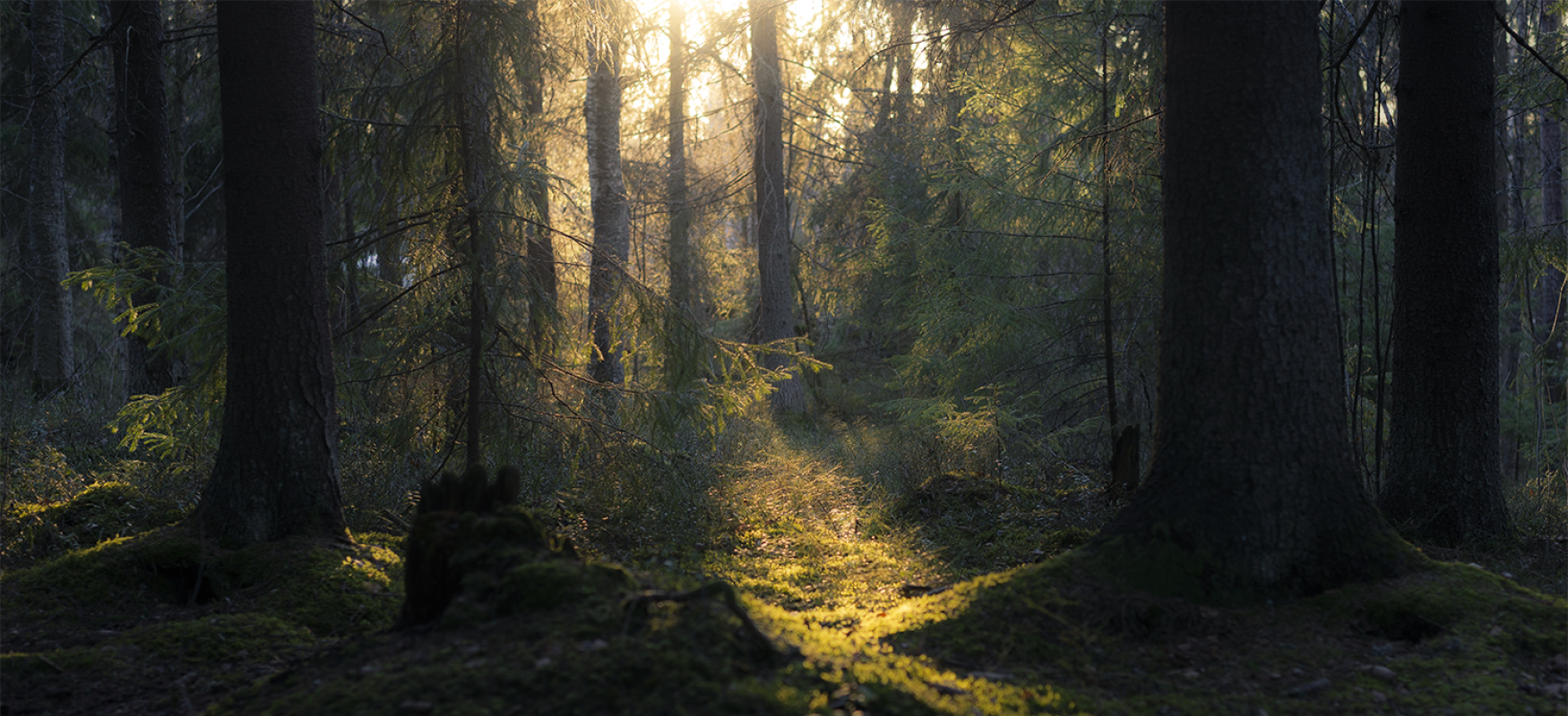 Forest in Finland with the sun shining through the trees