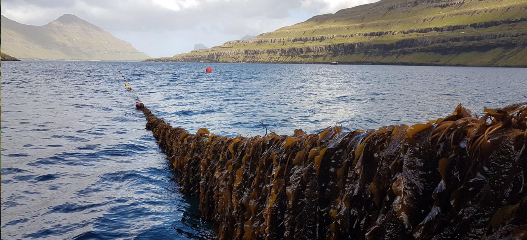 Ocean Rainforest seaweed farming. Photo: Ocean Rainforest