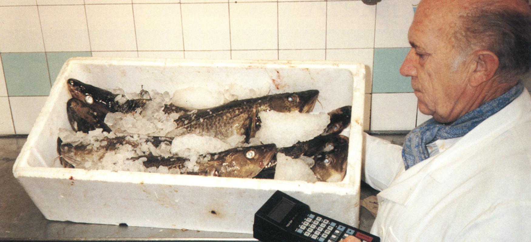 Man standing next to  box filled with fish on ice
