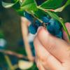 Child picking blue berries