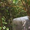 couch standing in the forest